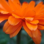 marigold (Calendula officinalis (English marigold))