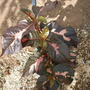 Graptophyllum pictum 'black magic' (Graptophyllum pictum 'black magic')