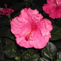Tye-Dye Wind Tropical Hibiscus (Hibiscus rosa-sinensis (Chinese Hibiscus))