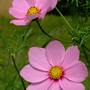 Cosmos flowers, Shrewsbury flower show '08