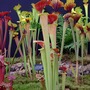 Pitcher plants, Shrewsbury flower show '08