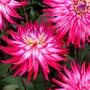 Dahlias, Shrewsbury flower show '08