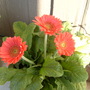 Flowering gerbera.  (gerbera)