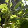 Clusters of grape tomatoes, green.