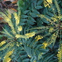 Mahonia Media Charity (Mahonia Media Charity)