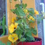 Black-eyed Susan     (Thunbergia alata)