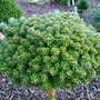 Abies koreana 'Silberpearl' (Abies koreana)