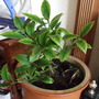 Citrus limon (Lemon)