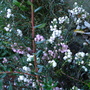 Pernettya mucronata