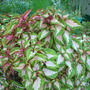 Coleus 'Amour' (Coleus 'Amour')