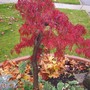 Japanese Maple (Acer palmatum (Japanese maple))