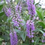 Hebe in full bloom (Hebe)