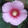 Hollyhock coming into flower. (Alcea)