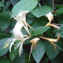 Honeysuckle still flowering. (Lonicera)