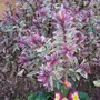 Hebe Magic Summer (Hebe)