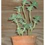 Sedum palmeri
