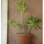 Sedum praealtum