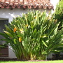 Strelizia reginae - Bird of Paradise (Strelizia reginae - Bird of Paradise)