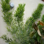 Euphorbia tirucalli - Pencil Bush (Euphorbia tirucalli - Pencil Bush)