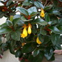 Nematanthus