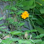 Thunbergia gregorii