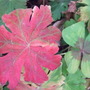 Geranium_leaf_2
