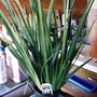 Butterfly_iris