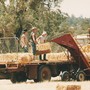 Haymaking