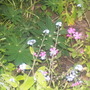 Lupin (Lupinus sp.)