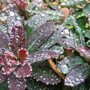 Euphorbia (Euphorbia amygdaloides)
