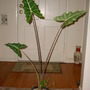Alocasia 'Sarian' (Alocasia 'Sarian')