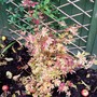Autumn orange (Acer palmatum)