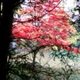Stained glass window? (Acer palmatum (Japanese maple))