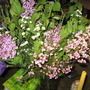 My first llilacs (Syringa vulgaris (Common lilac))