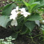 Hydrangea in the garden (Hydrangea                                                                                                                                                              Hydrangea)