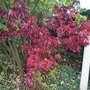 Acer palmatum 'Osakazuki' - autumn colour (Acer palmatum 'Osakazuki')
