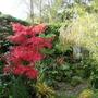 Acer Palmatum "Bloodgood" (Acer palmatum (Japanese maple) 'Bloodgood')