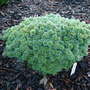 Abies koreana ' Blauer Eskimo' (Abies koreana)
