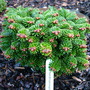 Abies nordmanniana ' KBNG WB.' (Abies nordmanniana)