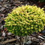 Picea orientalis 'Tom Thumb Gold' (common name; Oriental spruce)