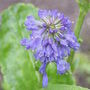 Wulfenia