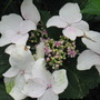 Hydrangea flowers upclose (Hydrangea                                                                                                                                                              Hydrangea)