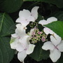 Hydrangea flowers upclose (Hydrangea                                                                                                                                                              Hydrangea)