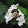 Hydrangea flowers upclose (Hydrangea                                                                                                                                                              Hydrangea)