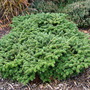 Abies nordmanniana 'Munsterland' (Abies nordmanniana)