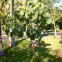 Ficus palmeri - Bonsai Fig (Ficus palmeri - Bonsai Fig)
