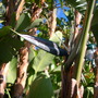 Strelitzia nicolai - Giant Bird of Paradise (Strelitzia nicolai - Giant Bird of Paradise)