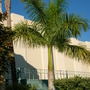 Roystonea regia - Cuban Royal Palm (Roystonea regia - Cuban Royal Palm)