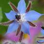 borage (Borago officinalis (Borage))