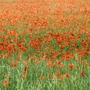 "We will remember them".